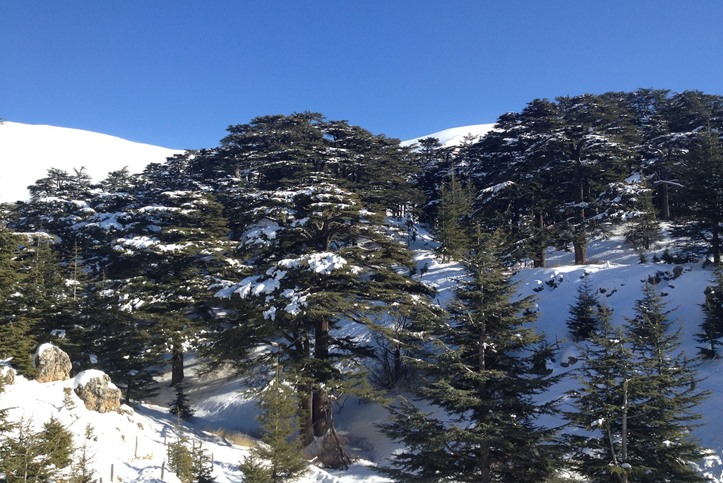 lebanon-cedar-under-the-snow5